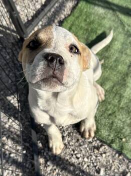 Okafor -  Basenji and Pit Bull Terrier Dog for Adoption in Evansville, Indiana - Okafor | PetCurious