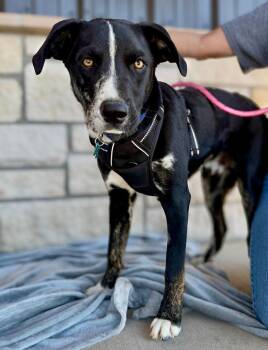 Jerry -  Mixed Breed Dog for Adoption in Livingston, Texas - Jerry | PetCurious