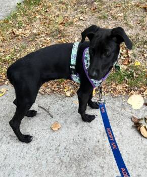 Frasier -  Labrador Retriever Dog for Adoption in Littleton, Colorado - Frasier | PetCurious