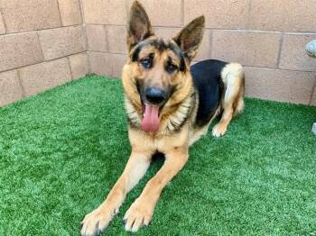 German Shepherd Dog Dogs Available for Adoption in San Marcos, California - URGENT SAVE ME PLEASE Chevy A550487 | PetCurious