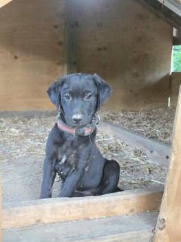 JJ -  Labrador Retriever and Bulldog Dog for Adoption in Kannapolis, North Carolina - JJ | PetCurious