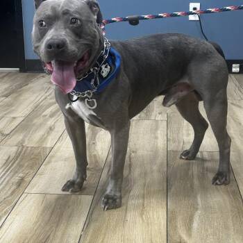 Poppa -  Pit Bull Terrier Dog for Adoption in Newark, New Jersey - Poppa | PetCurious