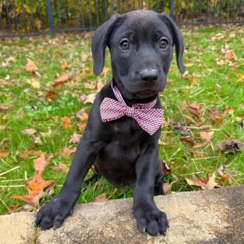 Rescue Mixed Breed Dogs for Adoption in Brownsboro, Alabama - Triscuit | PetCurious