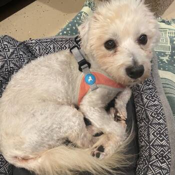 Blue -  Miniature Poodle Dog for Adoption in Bradenton, Florida - Blue | PetCurious