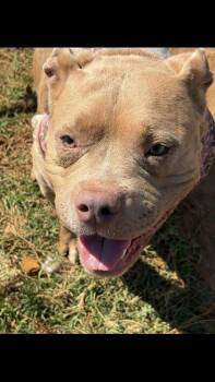 Avery -  Bulldog Dog for Adoption - Avery | PetCurious