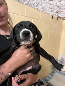 Cow -  Labrador Retriever and Hound Dog for Adoption in Marshall, North Carolina - Cow | PetCurious