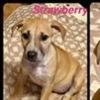 Strawberry -  Terrier and Mixed Breed Dog for Adoption in Clearwater, Florida - Strawberry | PetCurious