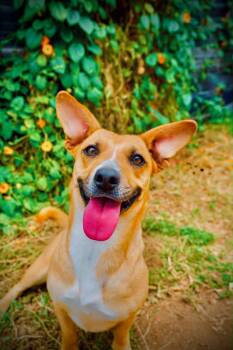 Halle -  Corgi and Beagle Dog for Adoption in San Diego, California - Halle | PetCurious