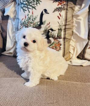 Lenny -  Maltipoo Dog for Sale in Rosebud, Missouri - Lenny | PetCurious