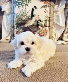 Lenny -  Maltipoo Dog for Sale in Rosebud, Missouri - Lenny | PetCurious