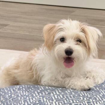 Maltese and Mixed Breed Dogs Available for Adoption in Baton Rouge, Louisiana - Honey | PetCurious