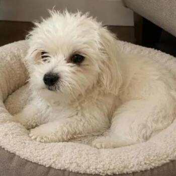 Maltipoo Dogs Available for Adoption in Crosby, Texas - Matilda | PetCurious