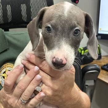 Risk -  Whippet and Mixed Breed Dog for Adoption in Buchanan Dam, Texas - Risk | PetCurious