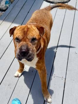 Oscar -  Shar Pei Dog for Adoption in St. Augustine, Florida - Oscar | PetCurious