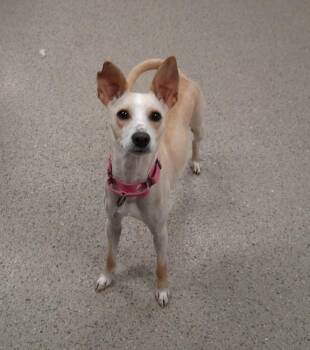 Sunflower (26-151 D) -  Mixed Breed Dog for Adoption in Lansing, Michigan - Sunflower (26-151 D) | PetCurious