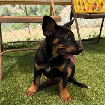 La Luz -  Shepherd Dog for Adoption in Durango, Colorado - La Luz | PetCurious