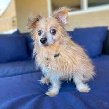 Friar -  Pomeranian Dog for Adoption in Ramona, California - Friar | PetCurious
