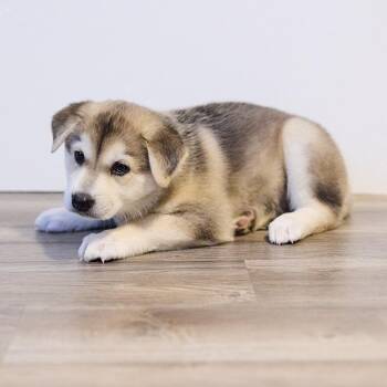 Mole D70691 -  Husky Dog for Adoption in Minnetonka, Minnesota - Mole D70691 | PetCurious