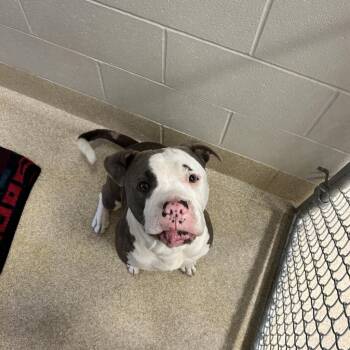 Bullet -  Pit Bull Terrier and Mixed Breed Dog for Adoption in Bristol, Indiana - Bullet | PetCurious