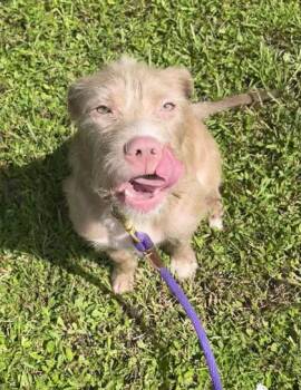 Lyra -  Mixed Breed Dog for Adoption in Vero Beach, Florida - Lyra | PetCurious
