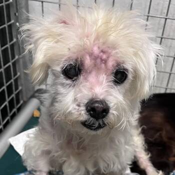 Margie -  Maltese Dog for Adoption in Sarasota, Florida - Margie | PetCurious