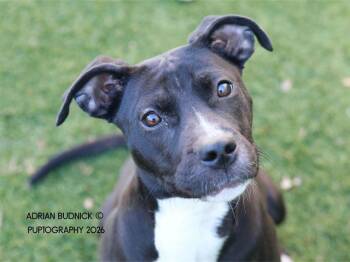 Mixed Breed Dogs Available for Adoption - Bridget | PetCurious