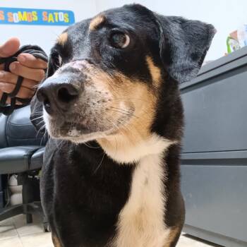 Rescue Mixed Breed Dogs for Adoption in Guaynabo, Guaynabo - Babilon | PetCurious