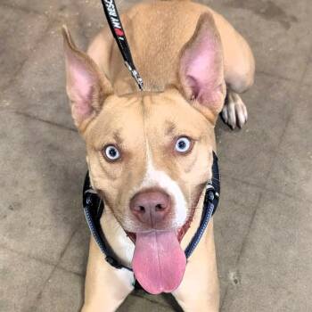 Husky Dogs Available for Adoption in Largo, Florida - MOOSE - Needs A Foster Or Adopter | PetCurious