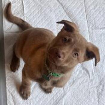 Mixed Breed Dogs Available for Adoption in Buffalo, Minnesota - Gnarly | PetCurious