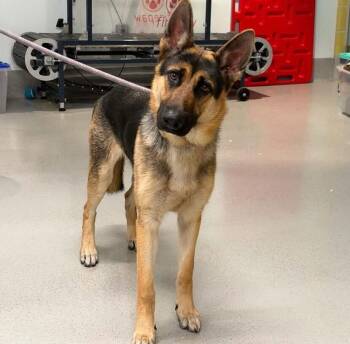 Chasey -  German Shepherd Dog and Mixed Breed Dog for Adoption in New York, New York - Chasey | PetCurious