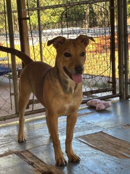 Rescue Terrier Dogs for Adoption in Ruston, Louisiana - Lola | PetCurious