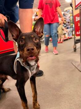 Atlas -  Terrier Dog for Adoption in Silsbee, Texas - Atlas | PetCurious