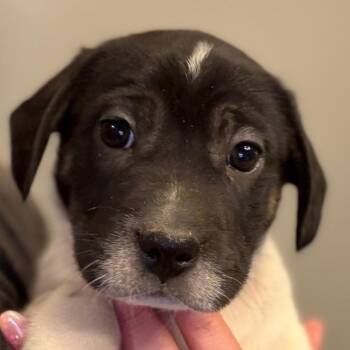 Parson Russell Terrier and Mixed Breed Dogs Available for Adoption in Greenfield, Indiana - Ian -brown | PetCurious