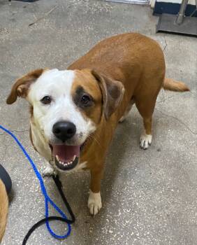 Rescue Mixed Breed Dogs for Adoption in Ocala, Florida - Molly Sue | PetCurious