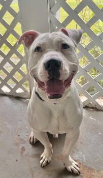 Lincoln -  American Bulldog Dog for Adoption in Acworth, Georgia - Lincoln | PetCurious