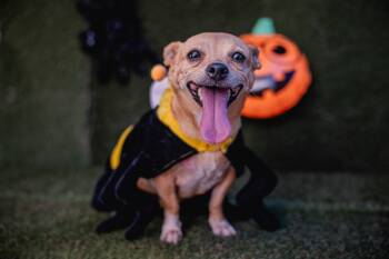 Rescue Chihuahua Dogs for Adoption in Portland, Oregon - Nenita | PetCurious