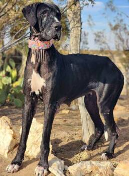 Rescue Great Dane Dogs for Adoption in Tehachapi, California - Brynn | PetCurious
