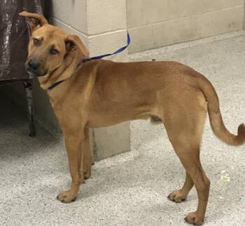 Black Mouth Cur and Labrador Retriever Dogs Available for Adoption - A424986 | PetCurious