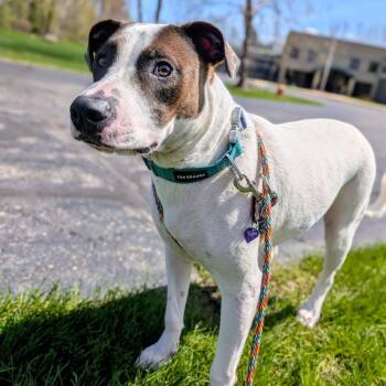 Mixed Breed Dogs Available for Adoption in Walker, Michigan - Holden | PetCurious