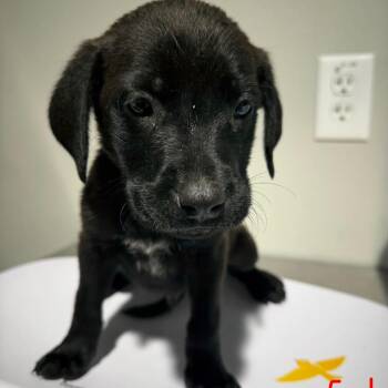 Labrador Retriever and Hound Dogs Available for Adoption in Tampa, Florida - Sebastian | PetCurious