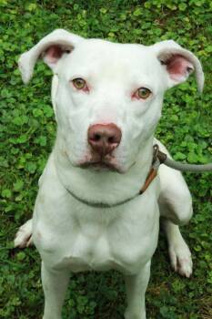 Bodie -  Great Dane and Boxer Dog for Adoption in Ona, West Virginia - Bodie | PetCurious
