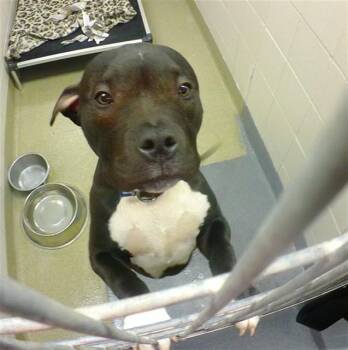 Boxer and Mixed Breed Dogs Available for Adoption in Omaha, Nebraska - BATMAN | PetCurious
