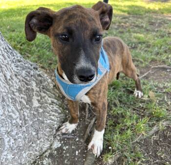 Plott Hound Dogs Available for Adoption - MONY | PetCurious