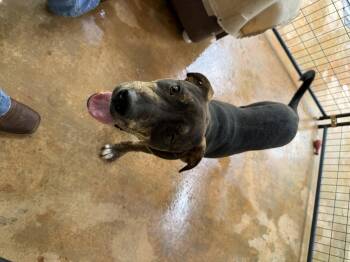 Dicky -  Mixed Breed Dog for Adoption in Elberton, Georgia - Dicky | PetCurious