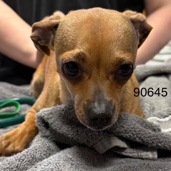 Mariposa -  Rat Terrier Dog for Adoption in St. Augustine, Florida - Mariposa | PetCurious