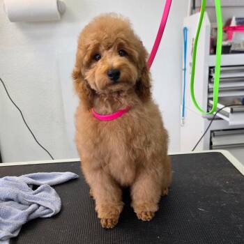 Tator -  Miniature Poodle Dog for Adoption in Phoenix, Arizona - Tator | PetCurious