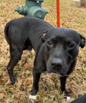Staffordshire Bull Terrier and Mixed Breed Dogs Available for Adoption - A650834 | PetCurious