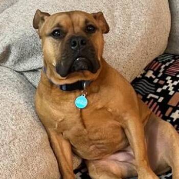 SADIE -  Bulldog Dog for Adoption in Chicopee, Massachusetts - SADIE | PetCurious
