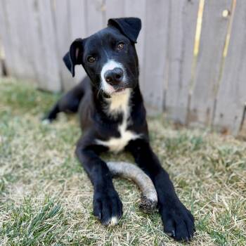 Pit Bull Terrier Dogs Available for Adoption - Fiona | PetCurious