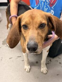 Hound and Mixed Breed Dogs Available for Adoption in West Chester, Pennsylvania - Howard | PetCurious
